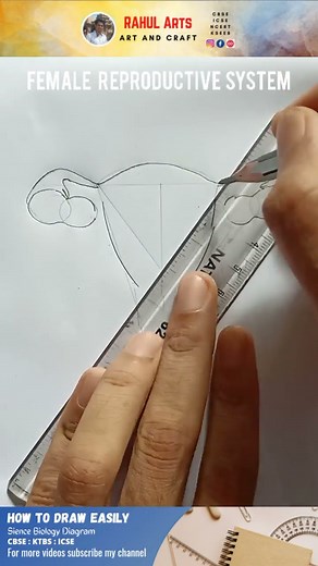How to draw Female Reproductive System in easy steps #shorts #femalereproductivesystem #biology