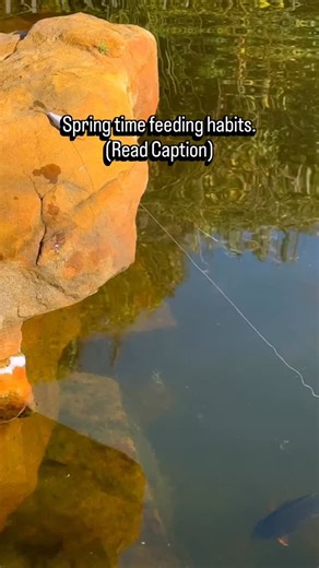 Early spring is one of the most predictable — and most overlooked — feeding windows for bass. As water temps start climbing into the upper 40s and 50s, bass transition out of their winter patterns and begin pre-spawn feeding. This is when they’re trying to pack on calories before the spawn. And instead of chasing 50 tiny meals… they’d rather eat one big one. That’s why you’ll see them absolutely crush larger baitfish this time of year. Here’s what’s happening: • 🔥 Metabolism is increasing – War
