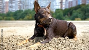 Australian kelpie playing in the sand next to the river