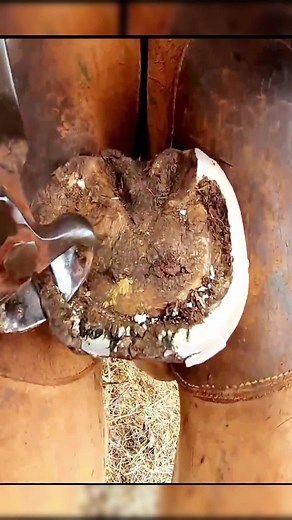 Horse ASMR… 🐴🐴 #farrier #horses #farriersoftiktok #farrierlife #horsesoftiktok #asmr #satisfying #hoof #care