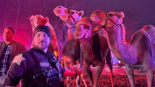 Circus animals rescued from semi-truck fire on Indiana highway