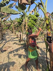 Satisfying Tree Chopping Sounds for Relaxation