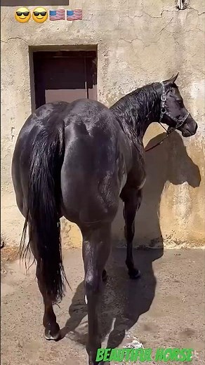 America’s Most Beautiful Horse Breeds 🐎🇺🇸