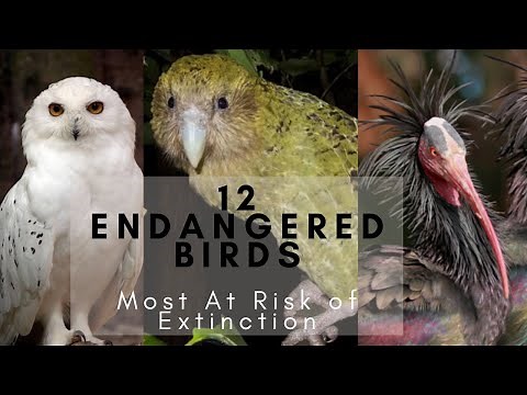 The 12 Endangered Birds Most At Risk of Extinction - Learning Video