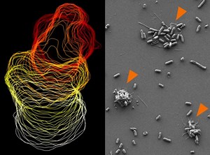 Scientists Underestimate the Role of Platelets in Immune Defense | Immunology
