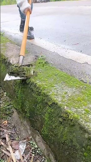 How to Grow a Beautiful, Low-Mainten Moss Garden