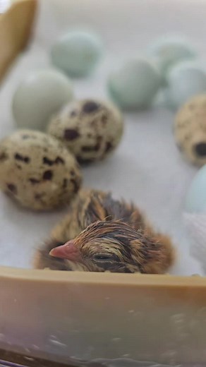 Newly Hatched Chick Update: Live Hatch Watch and 26 Eggs