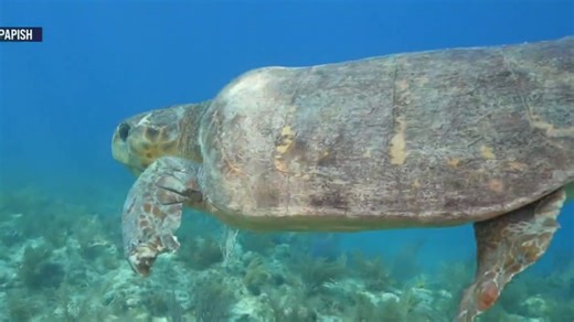Lenny the giant loggerhead turtle heads back to the sea