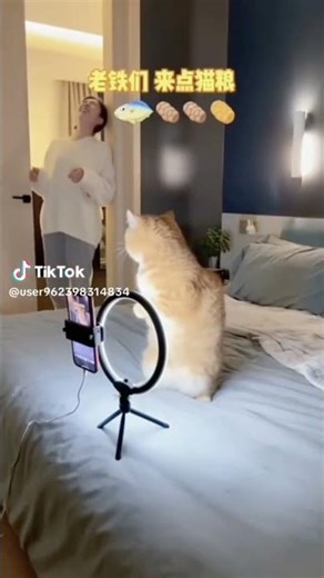 tik tok live con meo