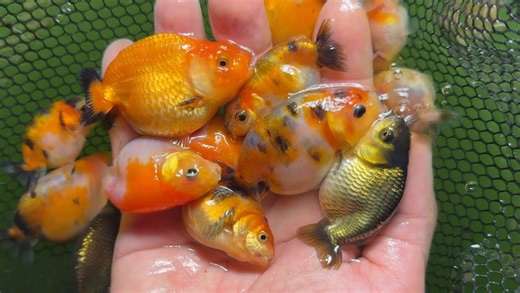 Sorting baby ranchu goldfish revealed some surprising differences