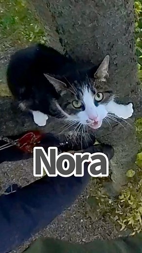 Nora the cat had been stuck in this hackberry tree for 3 days in Chillicothe, Ohio. I had a frustrating time throwing into the tree, and ended up getting a bag stuck. Nora didn’t meet the best me that she could have, due to these frustrations and me feeling rushed, having a long drive ahead. Either way, I am glad I got hands on her safely. #thecatsinthebag #getmeowtahere #catinatreerescue #animalrescue | Duane Hook