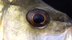 2.5K views · 79 reactions | TD BLACK RODS An evolution of the popular Generation Black rod series, the new TD Black series takes a leap forward in blank design and performance. Features include: * HVF Nanoplus * X-45 * Braiding X * Fuji Alconite Guides * Daiwa Air Sensor Reel Seats * V Joint * Rod Cover FEEL ALIVE (Video credit: In Depth Angler) | Daiwa Australia | Facebook