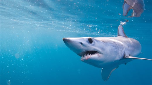 Mako sharks, known for speed and strength, also show 'amazing' brainpower, scientists find