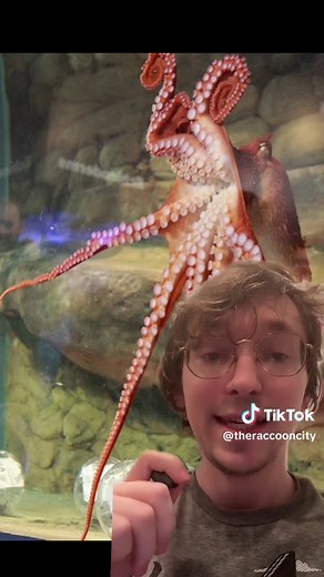 Octopus Eats Shark: Giant Pacific Octopus Stories