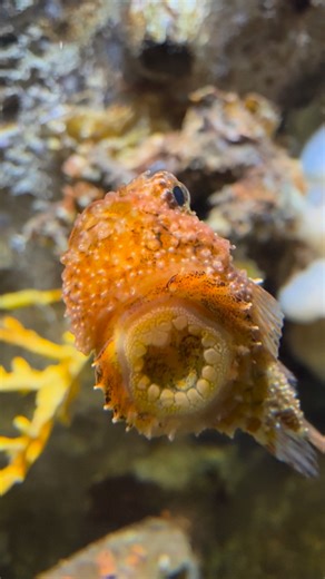 Just a tiny, round detective checking out today’s aquarium happenings. 🕵️ Pacific spiny lumpsuckers use their bulgy eyes to spot food and stay safe in Pacific Northwest waters, while also keeping an eye on everyone else. 👀 | Point Defiance Zoo & Aquarium