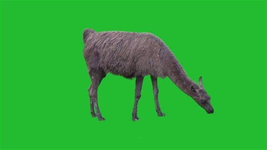 Alpaca, Animal, Green Screen. Free Stock Video