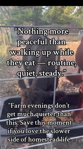 . “Cow ASMR 🐄 | Peaceful Homestead Life & Happy Animals” #shortvideo