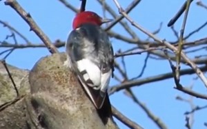 中央公园，红头啄木鸟探头 Melanerpes erythrocephalus