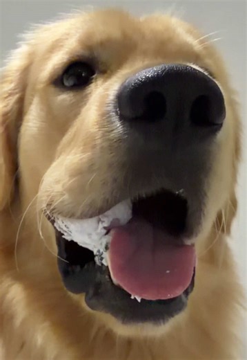 Un vlog de Lirio en Miami 😂 #liriovlog #miami #doginfluencer | dog with a vlog