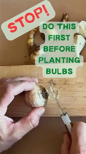 Stop! Don’t Plant Bulbs Until You Do THIS 🌷 #gardeningtips #fallplanting