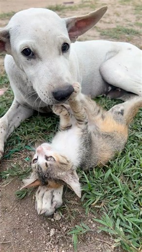 dogs and kittens 🐶🐱#shorts #dog #kitten #cat #puppy #animals #cute #doglover #catlover