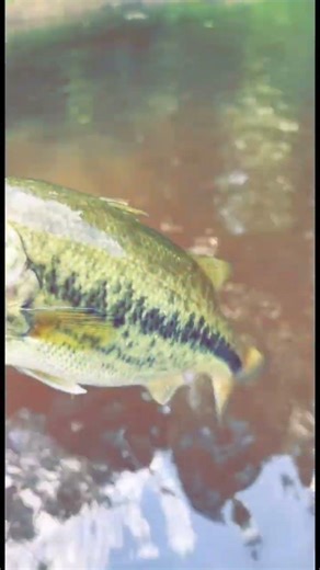 Bass fishing he had a crawdad in his mouth #fishing #bassfishing #bassbait