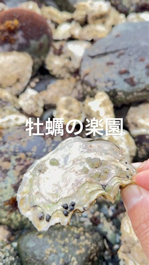 牡蠣の楽園 #カナダ #牡蠣 #田舎暮らし #自然