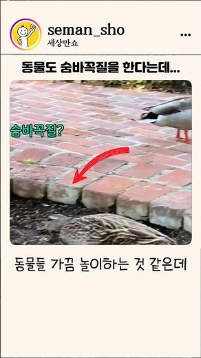 동물들도 인간처럼 놀이를 한다는데, 숨바꼭질, 술레잡기 놀이 공개