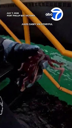 Diver rescues octopus stuck on pier