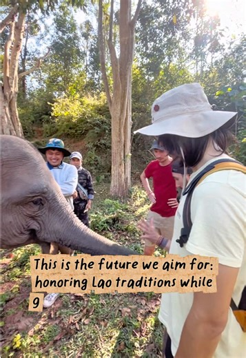 Rest After Years of Heavy Labor 🇱🇦🐘💚🎋 In Laos, the story of the elephant is also the story of our people. For decades, most of these majestic beings spent their lives in heavy labor, working side-by-side with us in logging and traditional work. This was a way of life that lasted for over 10 years for many, deeply rooted in our history and local livelihoods. Today, we are at a beautiful turning point. 🐘✨ Most of the elephants in our project are now entering a season of rest. They have moved