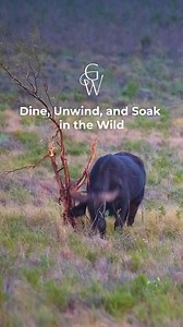 Indulge in the art of personalised luxury at Goats Window’s Prestige Collection, a 5-star lodge in the heart of South Africa’s wine country. Here, your every moment is curated from your private butler preparing sunset drinks after a thrilling game drive, to waking up to the sounds of nature just beyond your suite. Butler service, gourmet dining, and wildlife encounters, all designed around you. Discover where adventure meets sophistication. | Goats Window Luxury Safari Lodge