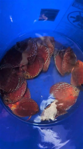 Red Ninjas | Jack Wattley Discus