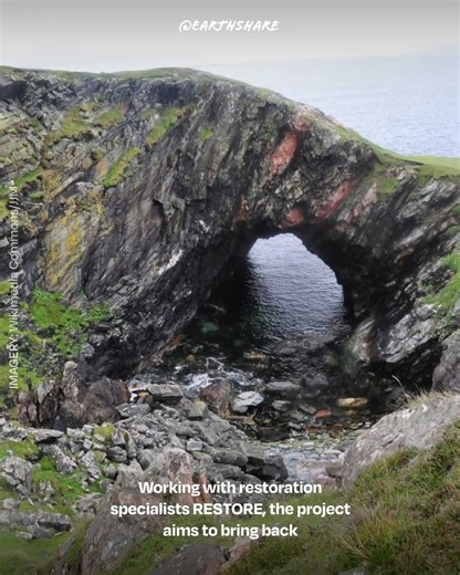 The Return of Scotland's Forgotten Rainforest | EarthShare