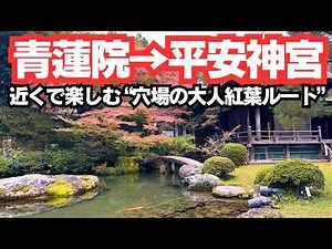 【京都紅葉2025】青蓮院→平安神宮｜静かな“穴場”を歩く大人の紅葉ルート
