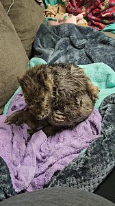 Here's Agnes sleepy grooming her belly. You can see some of the ulceration on her skin here. It's improving though and I'm excited for her appointment on Tuesday so we can get those xrays and see what's up with her ankle on a deeper level. At this exact moment Agnes is enjoying bath snacks and getting ready for a day on the couch managing social media. She's the real director around here. That should be our new tagine. The Pipsqueakery: Where Beavers Run the Show. How to support what we do: ❤️ V