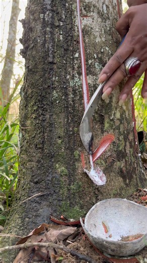 The Rubber Tree Is Huge But The Sap Is Difficult To Extract #rubberwood #oddlysatisfying #asmr