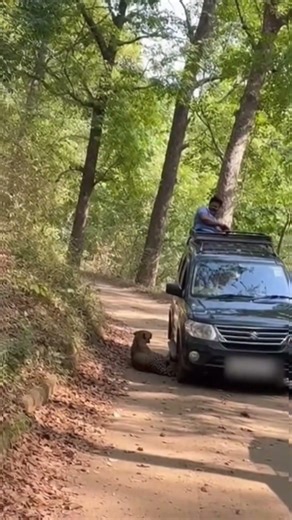 Jungle Halt — Reality Hits Hard