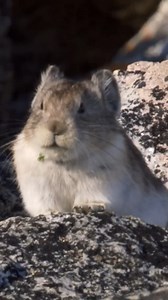 真實世界中的皮卡丘─美國鼠兔 美國鼠兔(American pika)的英文名字就是Pika～牠們住在高海拔山區，會用下巴在岩石上擦來擦去來劃分領土，叫聲也是類似「啾啾啾」般十分可愛，移動方式是短距離的高速跳躍，是不是跟 ＃電光一閃 非常相似呢？本影片請開音效，可愛度 x4 倍喔！ 鼠兔有儲備食物的習慣，就如影片中一樣，並不是在摘花裝飾自己家，而是收集和存儲食物放進岩石的裂縫中，以備冬季食物短缺乏時食用。而覓食回來後，鼠兔會花費大量的時間坐著不動，觀察周圍環境，看是否有食肉動物出現，例如如狼，黃鼠狼，貂和鼬。 最有趣的動物都在這─ 🍊FB社團 動物梗圖星球 🍊Line https://line.me/ti/g2/dm11m7bTfSdp0PplcIO9Ew...... 動物梗圖星球 🍊IG https://www.instagram.com/animalplanet.tw/ 🍊YT https://www.youtube.com/user/Dogs101TW 每天的精彩節目─ 🐊《＃鱷魚拍檔》 每周一至五晚間 8 點 🐕《＃熱血獸醫師第6季》 每周一晚間９點 🦅《＃野生奇案