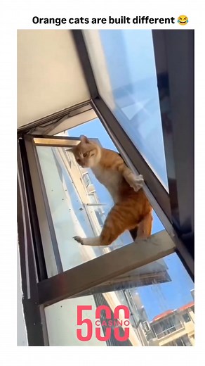 The post features a 55-second compilation video of orange cats in absurd, chaotic scenarios—like bumping into chins, dangling from windows, and jealous stares—captioned "Orange cats are built different ," aligning with the viral "orange cat energy" meme that humorously depicts them as uniquely goofy and affectionate. This stereotype stems from the orange fur gene being X-linked, making 80% of orange cats male, which a 2025 National Geographic study links to heightened playfulness and fear-based 