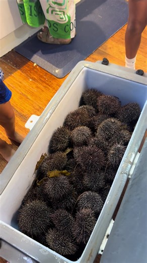 Exploring Rangitoto Island by Jet Ski with Kids