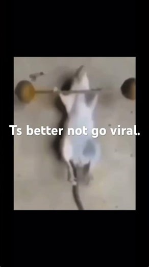 Mouse working out. #memes #funny #fyp