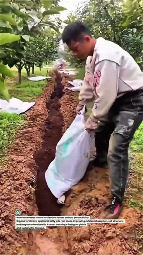 Deep Trench Organic Fertilizer Application in Orchard Farming 🚜🌱 #SoilHealth #OrchardCare #AgriTech
