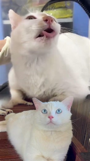 Cat Tooth Treatment | Painful Loose Tooth Fixed by Vet 🐱🦷 #animalrescue #cat