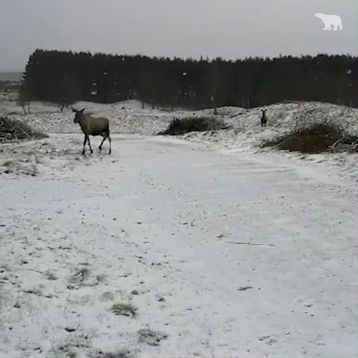 For having such long legs, Raven and Cas take their time when our keepers shout them for breakfast 🌲 📷 Thanks to keeper Phoebe for this video of our elk! | Highland Wildlife Park