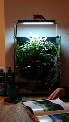 paludarium 🌿 #aquascaping #aquascaper #aquarium #aquascape #scaping