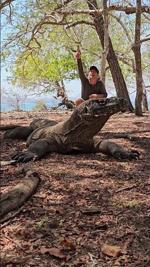 I Sat Next to the World's Biggest Lizard! Komodo Dragon!