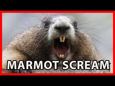Hoary Marmot Scream VS Olympic Marmot Scream
