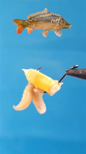 HOW TO HOOK Corn and Maggots: The Ultimate Mixed Bait Trick! #shorts