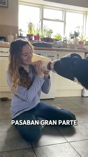 They adopted a cow and this happened... #truestory #unexpectedmoment