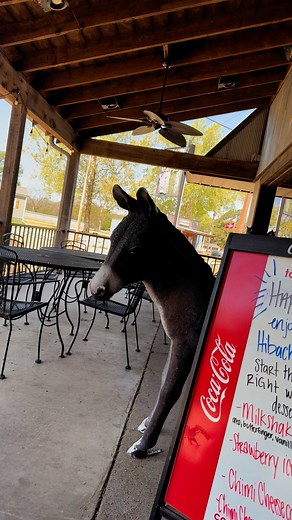 The Crazy Donkey Mexican Grill & Pizzas on Reels